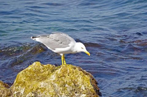 The big seagull Stock Photos
