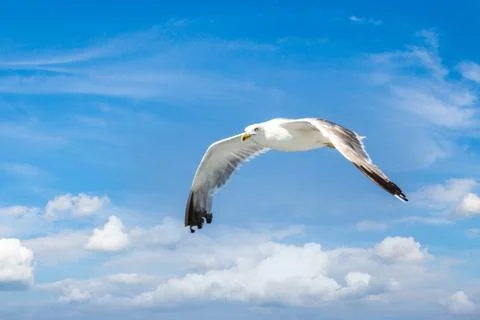 Big seagull in sky Stock Photos