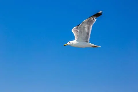 Big seagull in sky Stock Photos