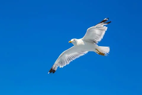 Big seagull in sky Stock Photos