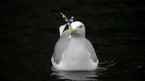 Big seagull swims in slowmo. close plan Stock Footage 225534453