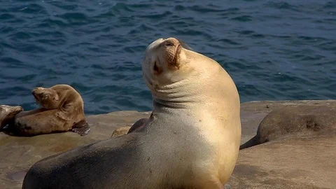 Big Seal Stock Footage 122191591