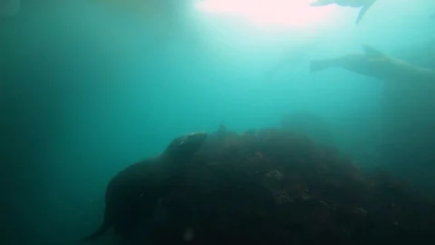 Big Seal Goes Underwater Stock Footage 129100719