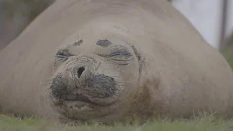 Big seal sleeping on grass Stock Footage 74101444