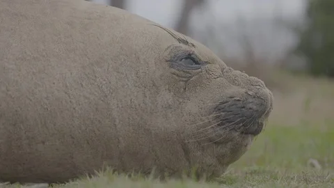 Big seal sleeping on grass Stock Footage 74101681