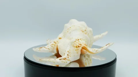 Big Seashell 360° Stock Footage 113535193
