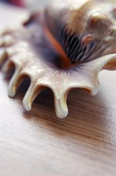 Big seashell on background Stock Photos