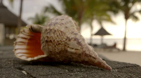 Big seashell on basalt stone wall Stock Footage 32151632