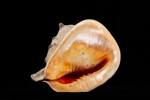 Big seashell on a black background, close up. Stock Photos