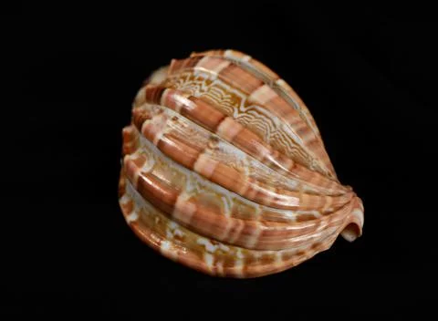 Big seashell on a black background, close up. Stock Photos