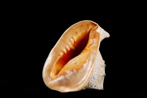 Big seashell on a black background, close up. Stock Photos
