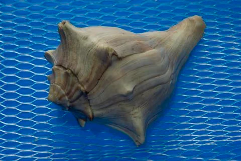 Big seashell on a blue background Stock Photos