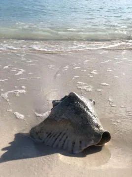 Big seashell in caribbean beach Stock Photos