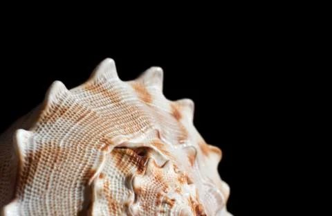 Big seashell close-up on a black background. Copy space Stock Photos
