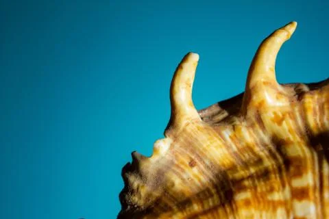 Big seashell with hard shadows on a blue background. close up, copy space Stock Photos