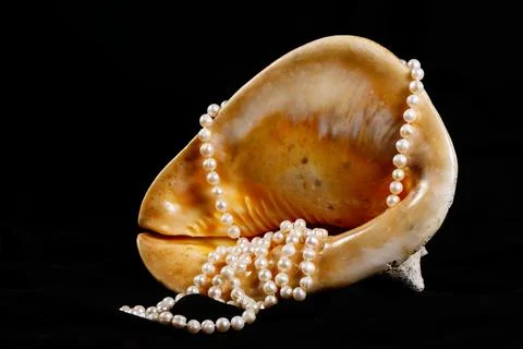 Big seashell with pearls on a black background, close up. Stock Photos