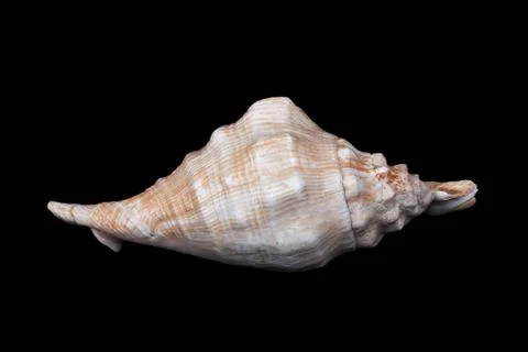 Big seashell with pink stripes Stock Photos