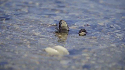 Big seashell on the sand on the beach in the back-light of sunset, background Stock Footage 128191241