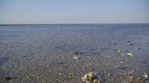 Big seashell on the sand on the beach in the back-light of sunset, background 库存影片 128191252