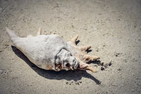 Big seashell on the sand Stock Photos