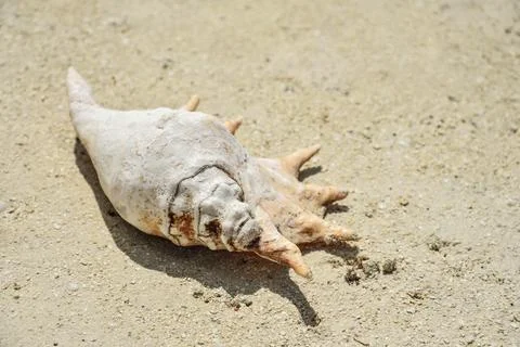 Big seashell on the sand Stock Photos