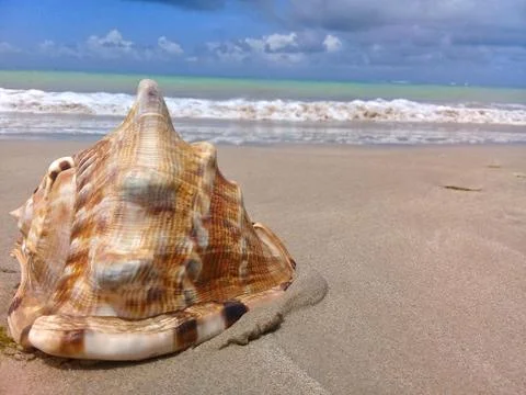 Big seashell on the sand by the sea Stock Photos