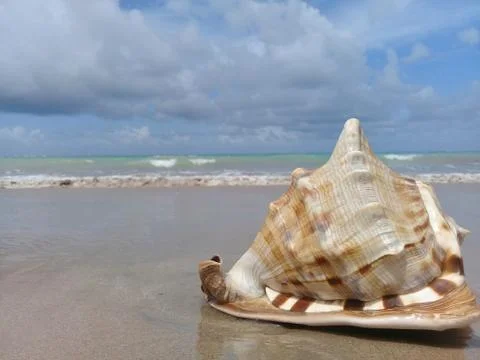 Big seashell on the sand by the sea Stock Photos