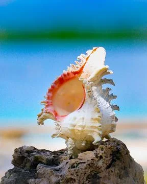 Big seashell spider conch lambis truncata on the rock with beach background Stock Photos