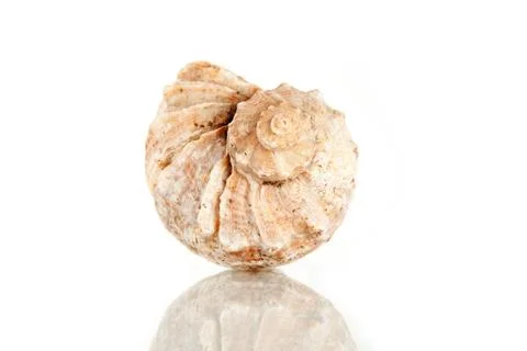 Big seashell, studio shot Foto stock