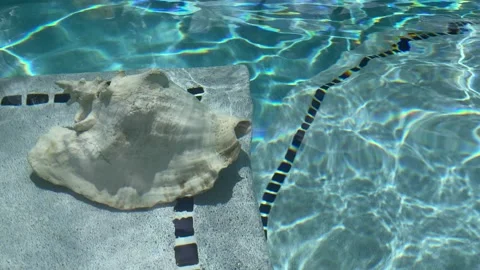 Big seashell under clear water in swimming pool. Video stock 168740943