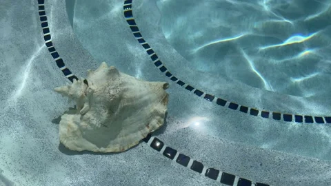 Big seashell under clear water in swimming pool with sunbeam. Video stock 168869626