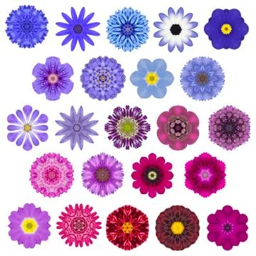 Big Selection of Various Concentric Mandala Flowers Isolated on White Stock Photos