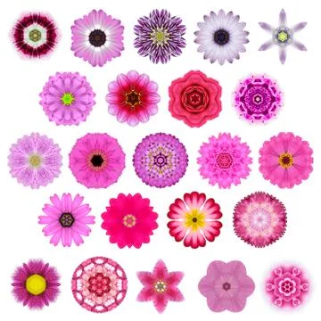 Big Selection of Various Concentric Mandala Flowers Isolated on White Foto stock