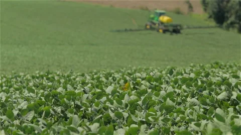 Big self-propelled pulverizing green soybean plantation Vídeo Stock 60906638