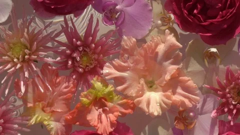 Big separate water droplets falling down on romantic colourful flowers Vídeos de archivo 112251661