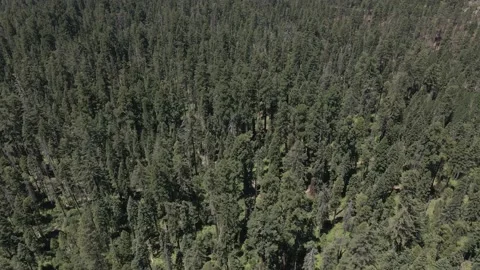 Big Sequoia mountains trees Stock Footage 142815894