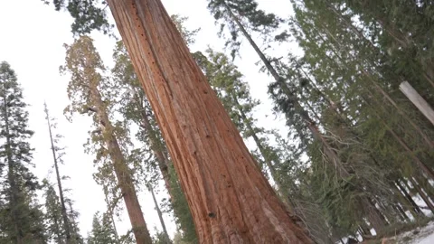 Big sequoia tree Stock Footage 301177285