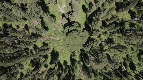 Big Sequoia Wild Forest Stock Footage 142815626