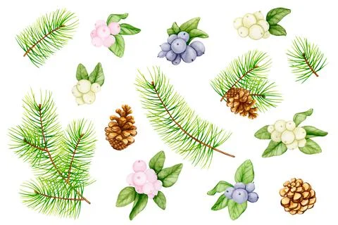 Big set of botanical elements for New Year and Christmas design. Stock Illustration