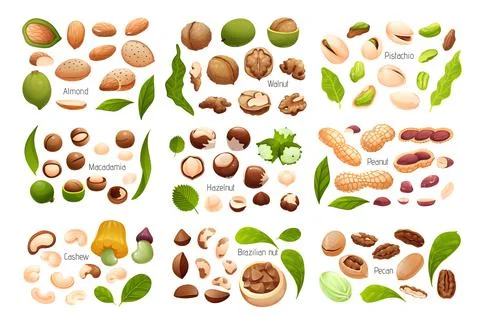 Big set of common nuts, vector isolated objects Stock Illustration