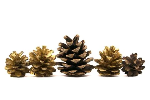 Big set of cones various coniferous trees isolated on white Foto stock