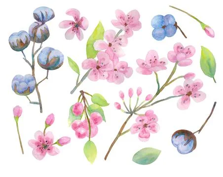 Big set of cotton and cherry blossoms. Stock Illustration