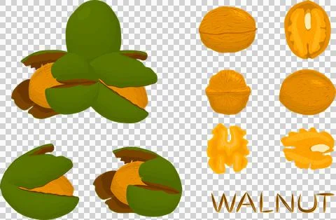 Big set different types walnut in nutshell 스톡 일러스트