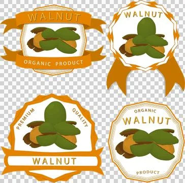 Big set different types walnut in nutshell Stock Illustration