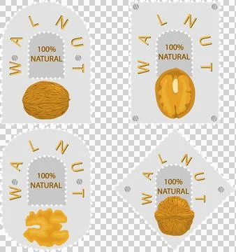 Big set different types walnut in nutshell Stock Illustration