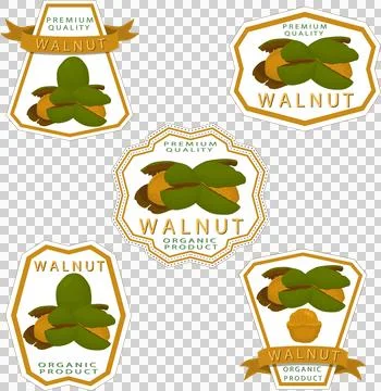Big set different types walnut in nutshell Stock Illustration