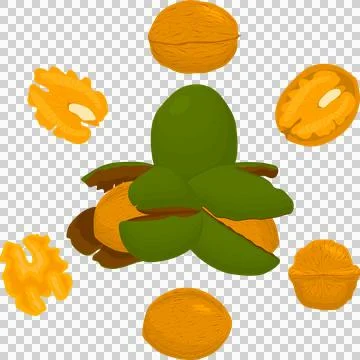 Big set different types walnut in nutshell 스톡 일러스트
