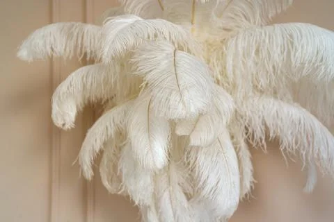 Big set of feathers, large white and fluffy hangs in weightlessness in room.. Stock Photos