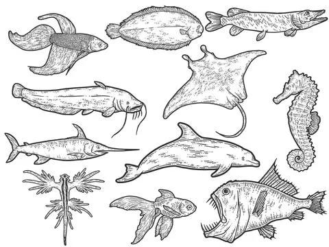 Big set of fish. Sketch scratch board imitation. Black and white. Stock Illustration
