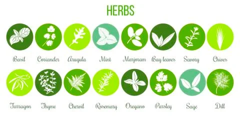 Big set of flat culinary herbs in circles. White Silhouettes Stock Illustration